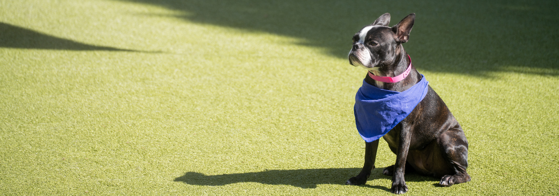 Cesar Millan wählt K9Grass – So hat der Hundeflüsterer sein Trainingszentrum modernisiert