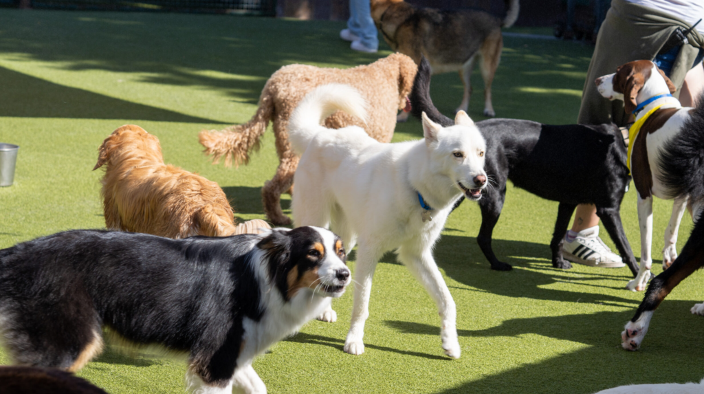 Kunstrasen für Hundepensionen