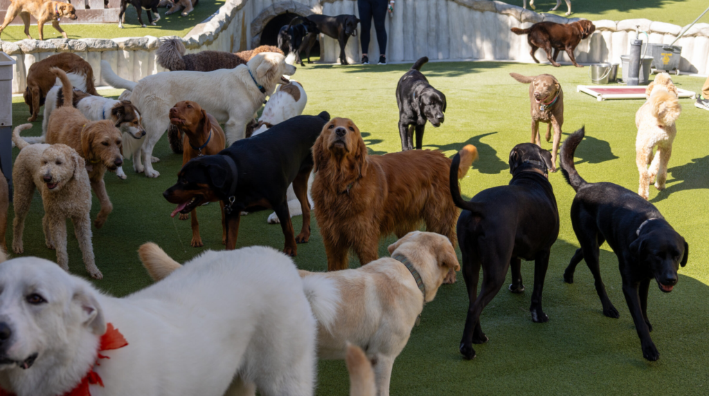 Kunstrasen für Hundepensionen